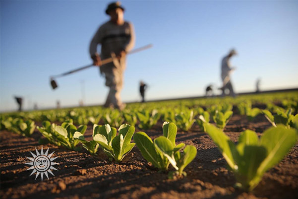 industria-alimentare-sostenibile-agricoltura